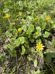 Ficaria verna