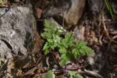 Chaerophyllum nodosum