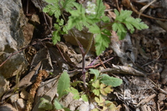 Chaerophyllum nodosum
