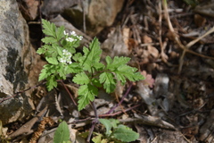 Chaerophyllum nodosum