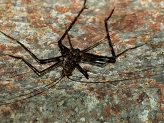 Phalangacris alluaudi