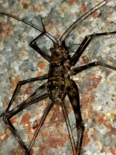 Phalangacris