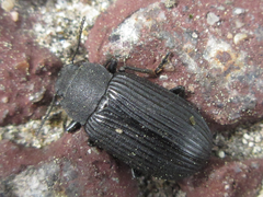 Heterotarsus carinula