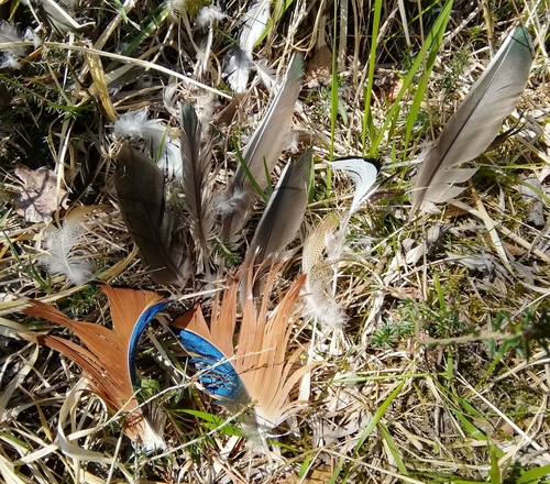 Plume de Canard mandarin