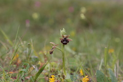 Ophrys × pantaliciensis
