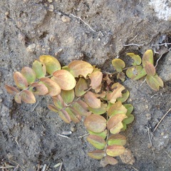 Evolvulus prostratus