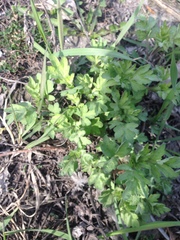 Artemisia vulgaris