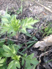 Artemisia vulgaris