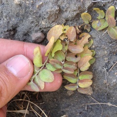 Evolvulus prostratus