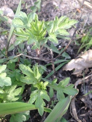 Artemisia vulgaris