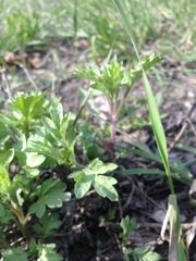 Artemisia vulgaris