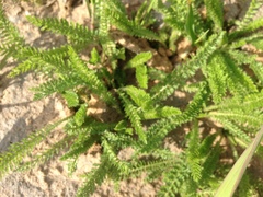 Achillea millefolium