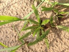 Achillea millefolium