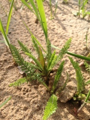 Achillea millefolium