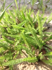 Achillea millefolium