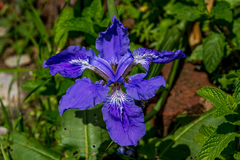 Iris tectorum
