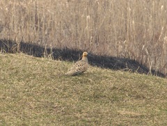 Syrrhaptes paradoxus