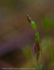 Tetraplodon mnioides