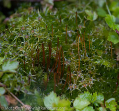 Tetraplodon mnioides