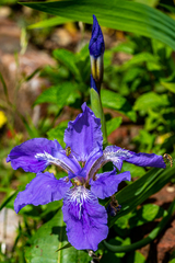 Iris tectorum