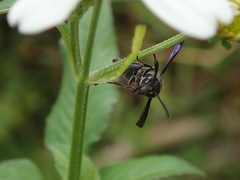 Allorhynchium chinense