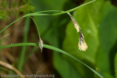 Carex macrochaeta
