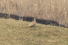 Syrrhaptes paradoxus