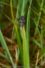 Carex pluriflora