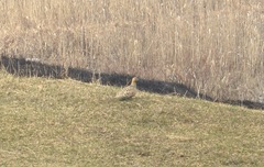 Syrrhaptes paradoxus