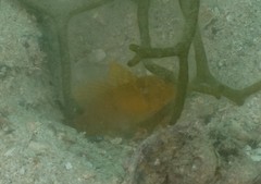 Cryptocentrus sericus