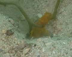 Cryptocentrus sericus