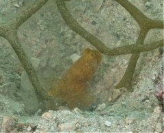 Cryptocentrus sericus