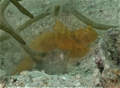 Cryptocentrus sericus