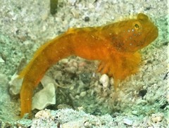 Cryptocentrus sericus