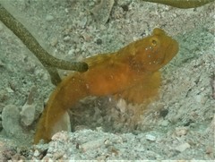 Cryptocentrus sericus