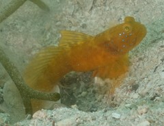 Cryptocentrus sericus