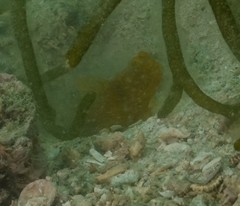 Cryptocentrus sericus