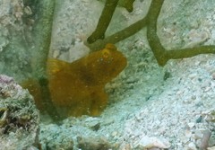 Cryptocentrus sericus