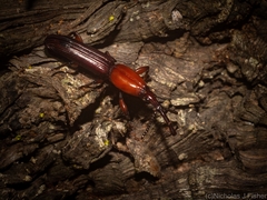 Euschizus internatus