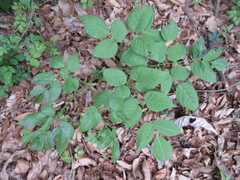 Aralia continentalis
