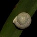 Mount Dryander Droplet-Snail - Photo (c) Nick Lambert, some rights reserved (CC BY-NC-SA)