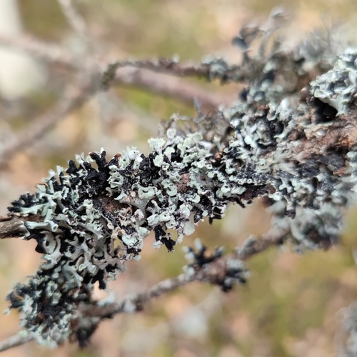 Hooded Tube Lichen (Hypogymnia physodes)