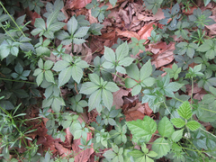 Gynostemma pentaphyllum