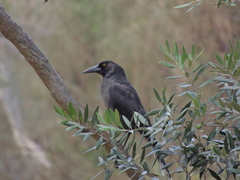 Strepera versicolor melanoptera