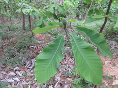 Magnolia obovata