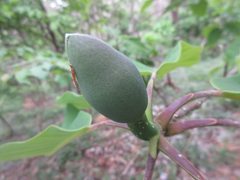 Magnolia obovata