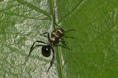 Polyrhachis semiaurata
