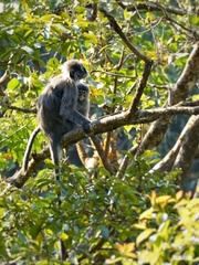 Trachypithecus crepusculus