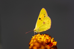 Colias fieldii