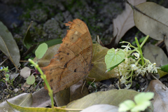 Melanitis phedima oitensis